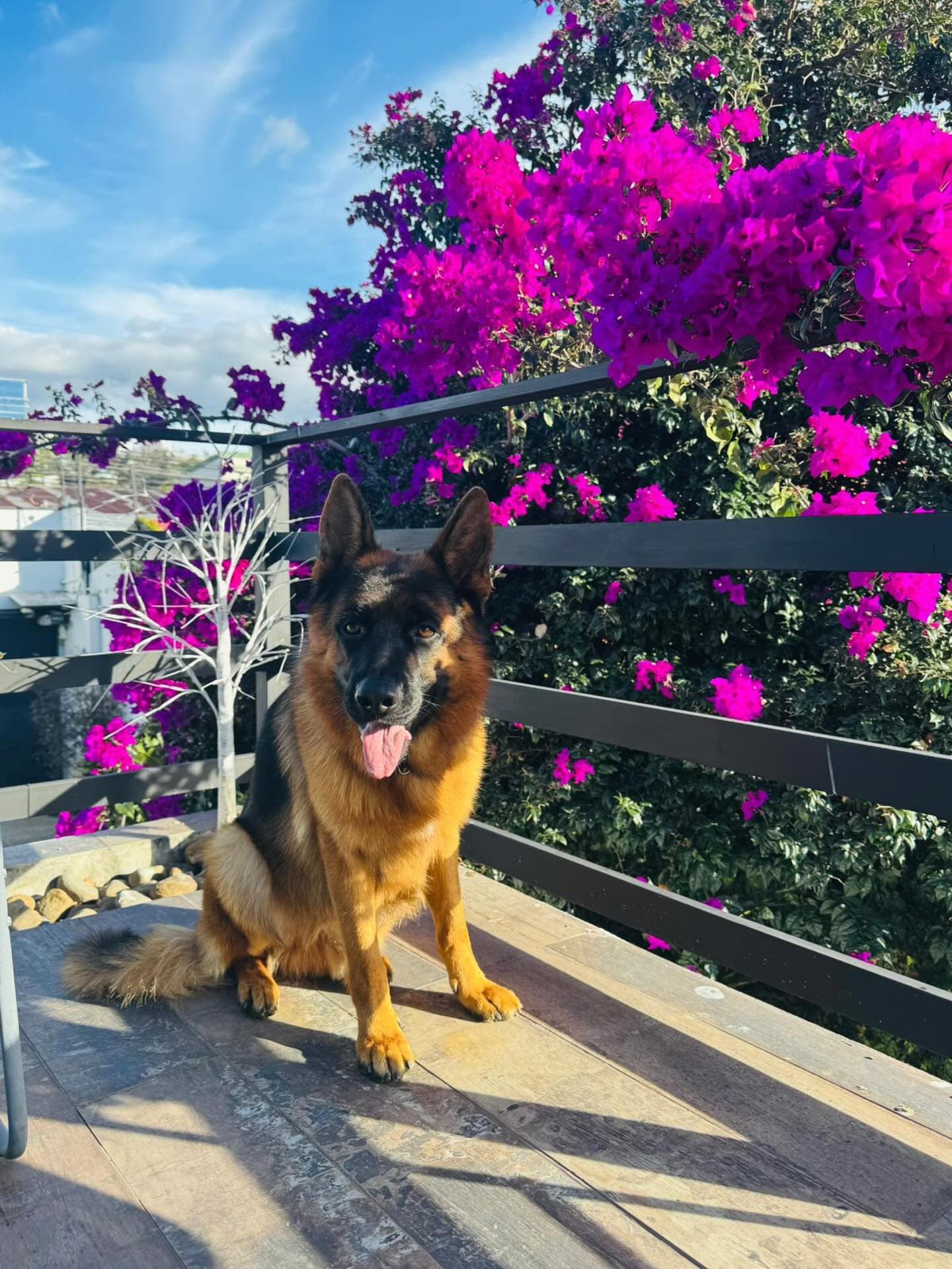 Baño Especializado imagen 2