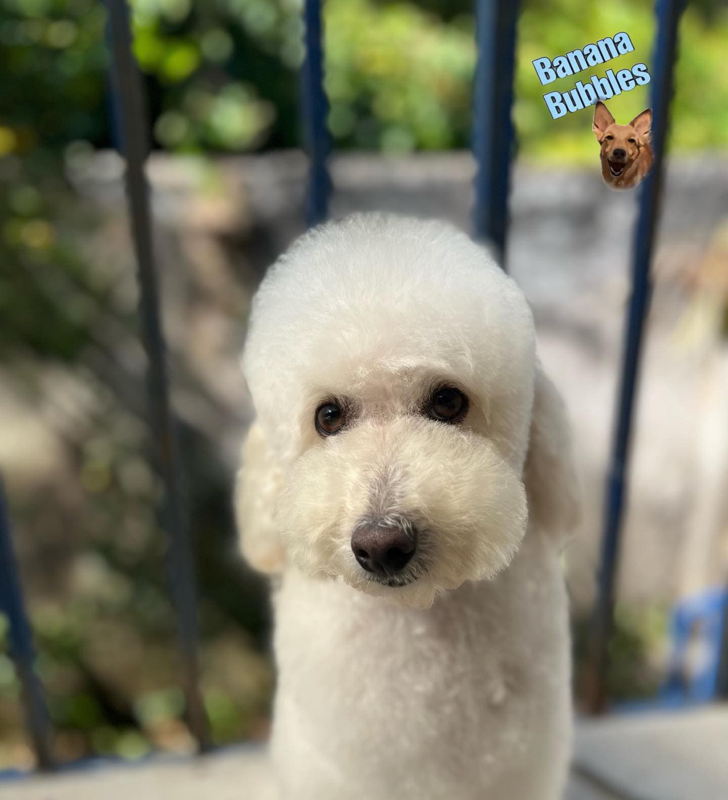 Grooming Especializado imagen 5